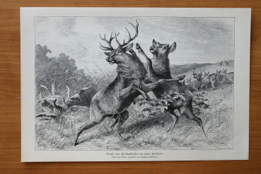 Wood Engraving Deers fighting 1887 after Art Artist